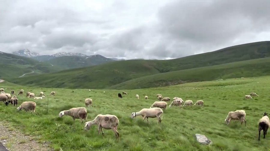 Rënia e blegtorisë rrezikon resurset e Sharrit