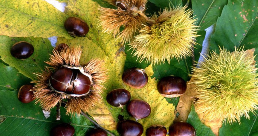 Kultivuesit e gështenjëve: Rendimentet e sivjetme janë më të mira