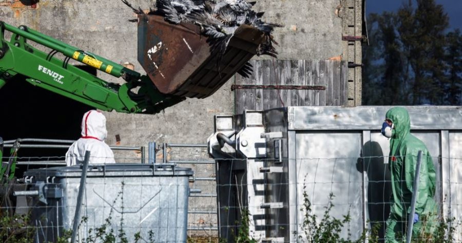 Rritet numri i rasteve të gripit të shpendëve në Gjermani