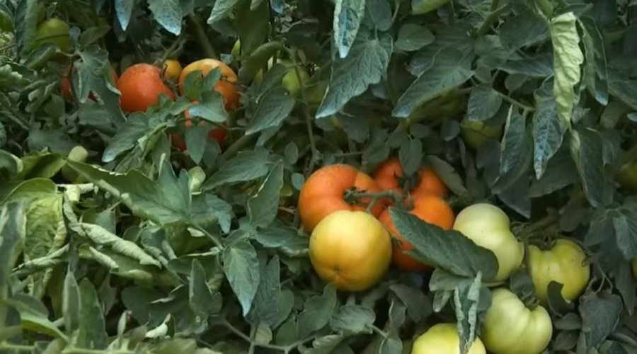 Domatja e egër, e lehtë për t’u kultivuar dhe me fitim të lartë