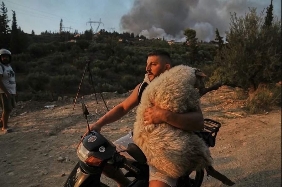 Fotoja e shqiptarit që po shpëtonte delen nga zjarri, futet në 12 më të mirat në botë për vitin 2025