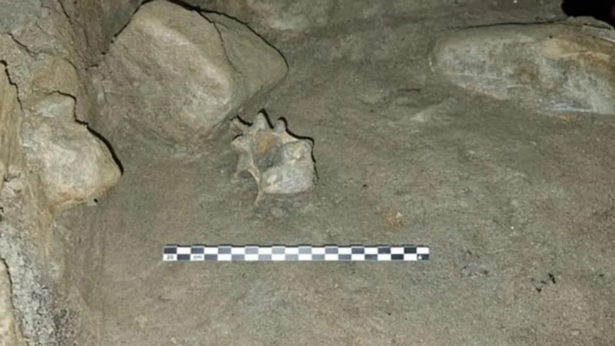 Zbulim i rrallë në Norvegji, shpella që rishkruan historinë e faunës arktike evropiane