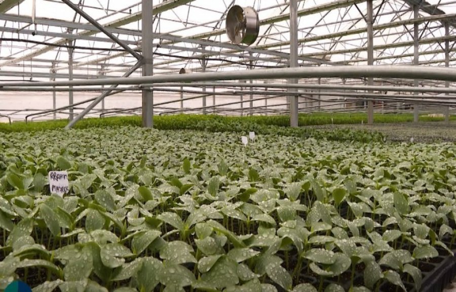 rritet-interesimi-per-fidane-prodhuesit-vendore-zgjerojne-kapacitetet