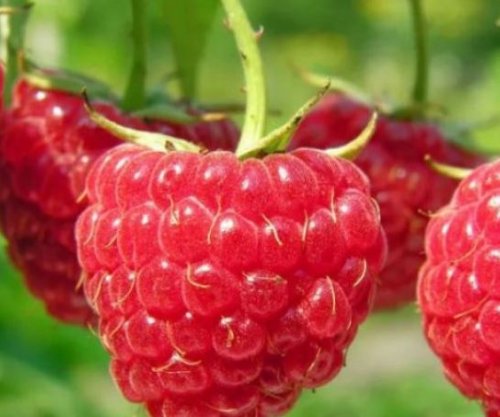 Mjedra, fruti që duhet ta konsumoni çdo ditë