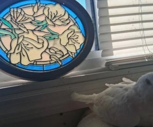 Pëllumbi më i vjetër në botë hyn në Guinness