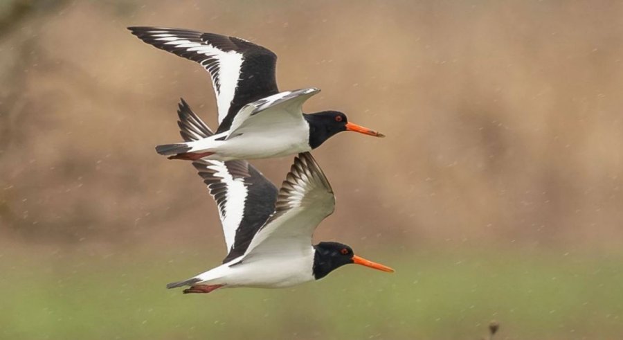 Laraska e detit gjendet edhe në Kosovë, Pacolli: Moment i veçantë për biodiversitetin