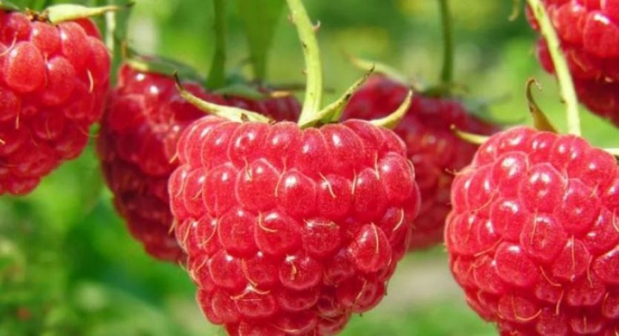 Mjedra  fruti që duhet ta konsumoni çdo ditë