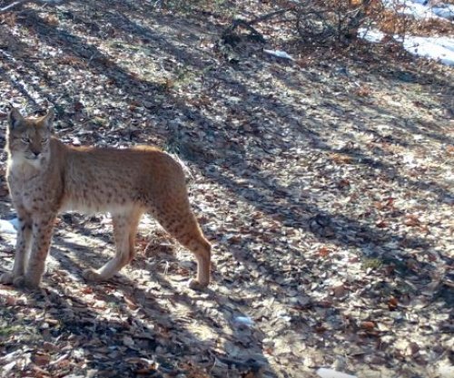 E rrallë, rrëqebulli i Ballkanit filmohet sërish në Shqipëri