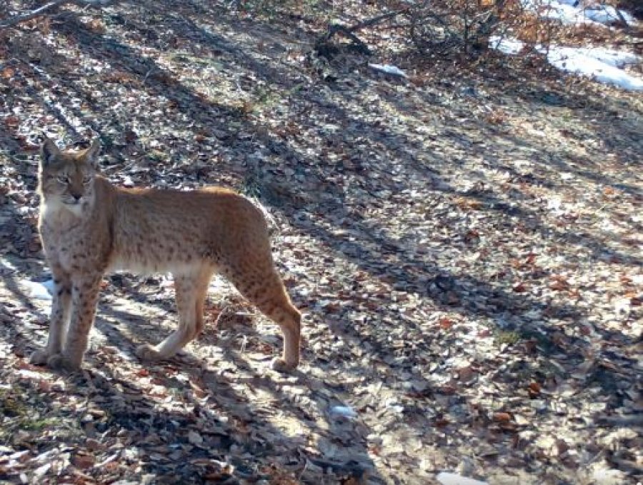 E rrallë  rrëqebulli i Ballkanit filmohet sërish në Shqipëri