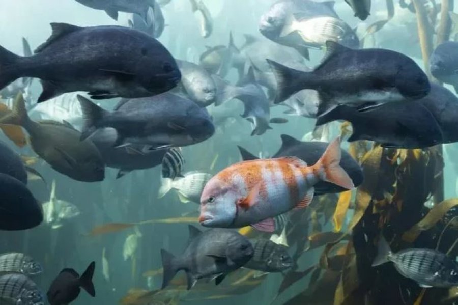 per-here-te-pare-nje-virus-detar-kalon-te-njeriu