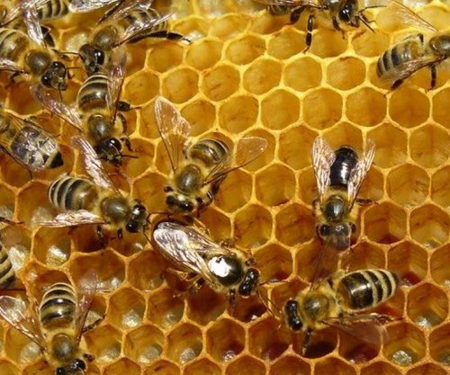 Zbulimi që jep shpresë, bletët mund të ndihmojnë në trajtimin e kancerit të gjirit