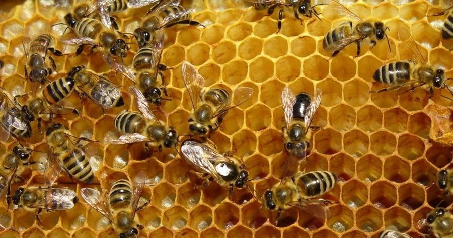 Zbulimi që jep shpresë  bletët mund të ndihmojnë në trajtimin e kancerit të gjirit