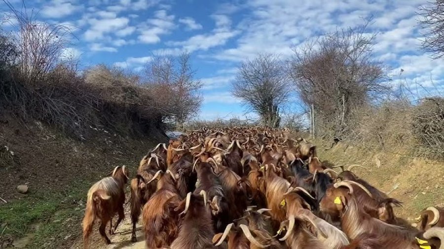 Gollaku  oazë e prodhimeve bio  fermerët përballen me mungesë tregu