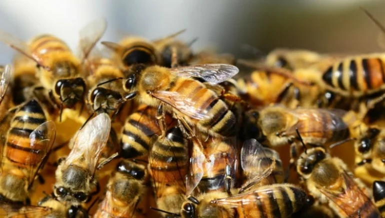 Lajmi i mirë për të sëmurët me kancerin e gjirit   çelësi  janë bletët