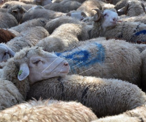 Ndalohet importi i deleve dhe dhive nga Shqipëria shkaku i murtajës, AUV-i thirrje fermerëve për kujdes