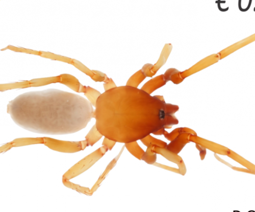 Fauna e padukshme në Kosovë, merimangat dhe akrepat në pulla postare