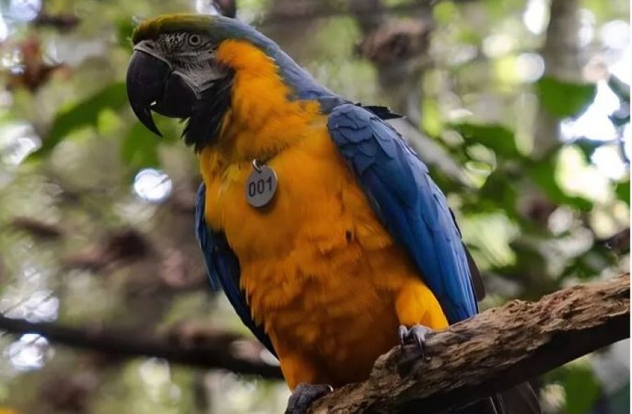 pas-200-vjetesh-rikthehen-papagajte-shumengjyresh-ne-pyjet-e-rio-s