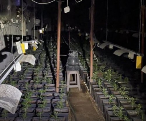 Detajet nga dosja për laboratorin e drogës: Haxhi Rexhaj kultivonte kanabis dhe bënte shitblerje