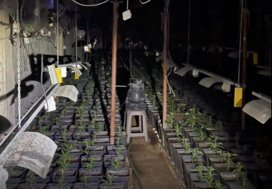 Detajet nga dosja për laboratorin e drogës: Haxhi Rexhaj kultivonte kanabis dhe bënte shitblerje