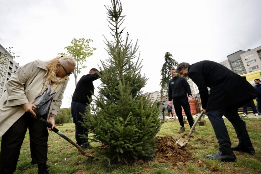 Rama  Mbjellja e rreth 100 kurorave në rrugën  Tirana  hap drejt gjelbërimit urban në Prishtinë