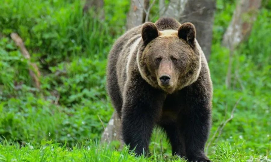 Poloni: Ariu sulmon për vdekje një grua