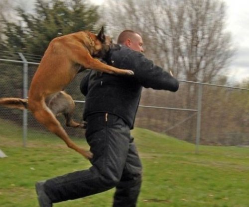 Gjërat që duhet të bëni menjëherë nëse sulmoheni nga një qen