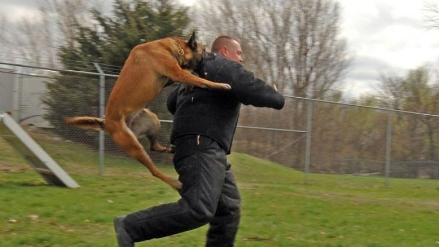 gjerat-qe-duhet-te-beni-menjehere-nese-sulmoheni-nga-nje-qen