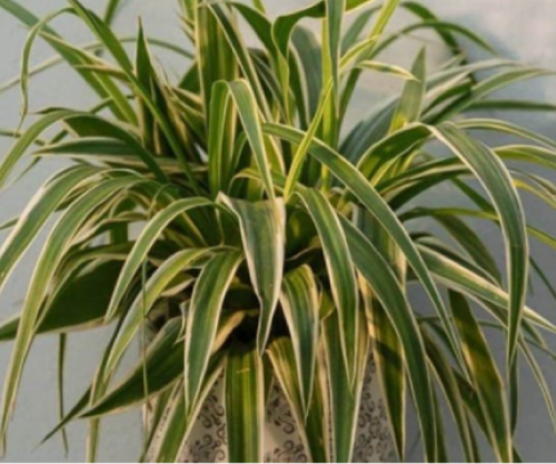 Robotë humanoidë do të punojnë si transportues bagazhesh në aeroportin e Tokios