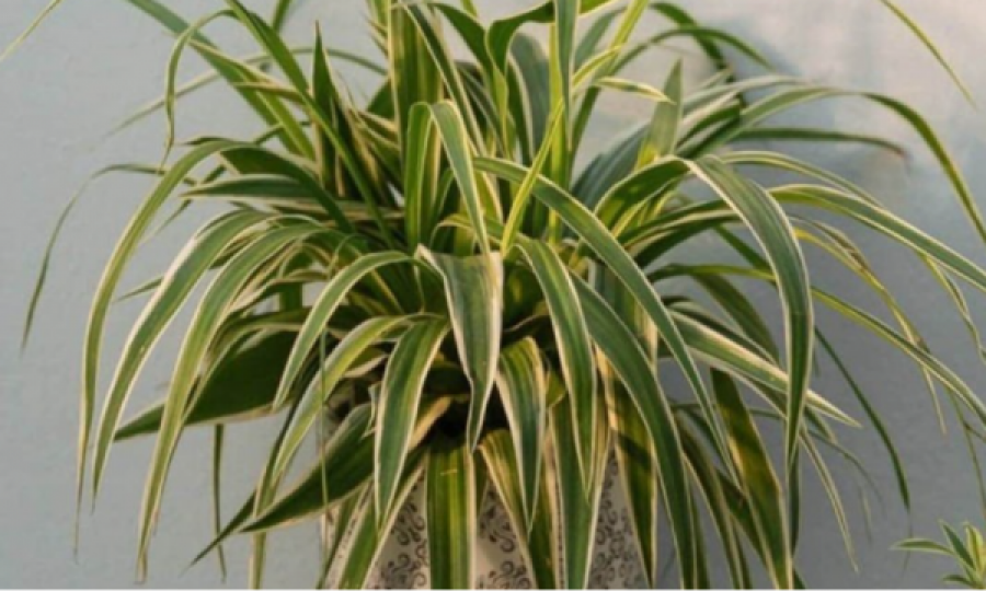 Robotë humanoidë do të punojnë si transportues bagazhesh në aeroportin e Tokios