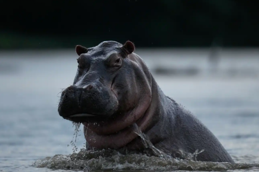  Hipopotamët e kokainës   trashëgimia e rrezikshme që Pablo Escobar la pas