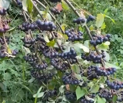Rendimente të larta nga aronia, fermeri nga Gjakova synon edhe përpunimin