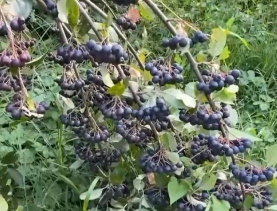 rendimente-te-larta-nga-aronia-fermeri-nga-gjakova-synon-edhe-perpunimin