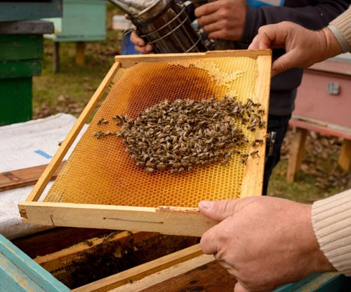 Temperaturat e larta ndikojnë bletarinë, thatësira sjell ulje të prodhimit të mjaltit
