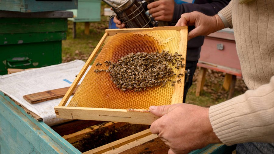 Temperaturat e larta ndikojnë bletarinë, thatësira sjell ulje të prodhimit të mjaltit