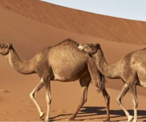 Arabia Saudite do të lëshojë pasaporta për miliona deve të mbretërisë