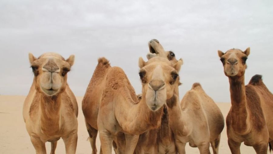 Arabia Saudite lëshon pasaporta për devetë  ja cila është arsyeja