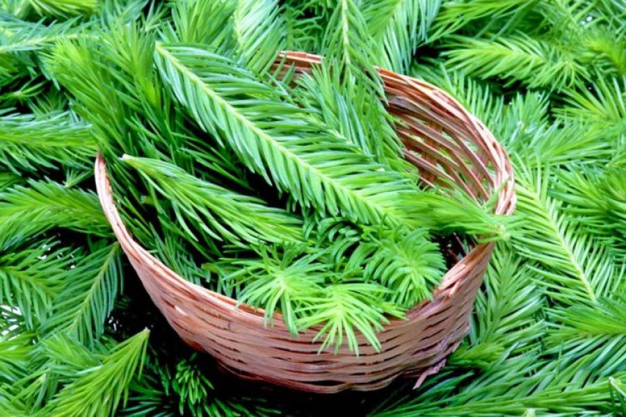 Çaji i degëzave të bredhit  lëngu mirëbërës i natyrës