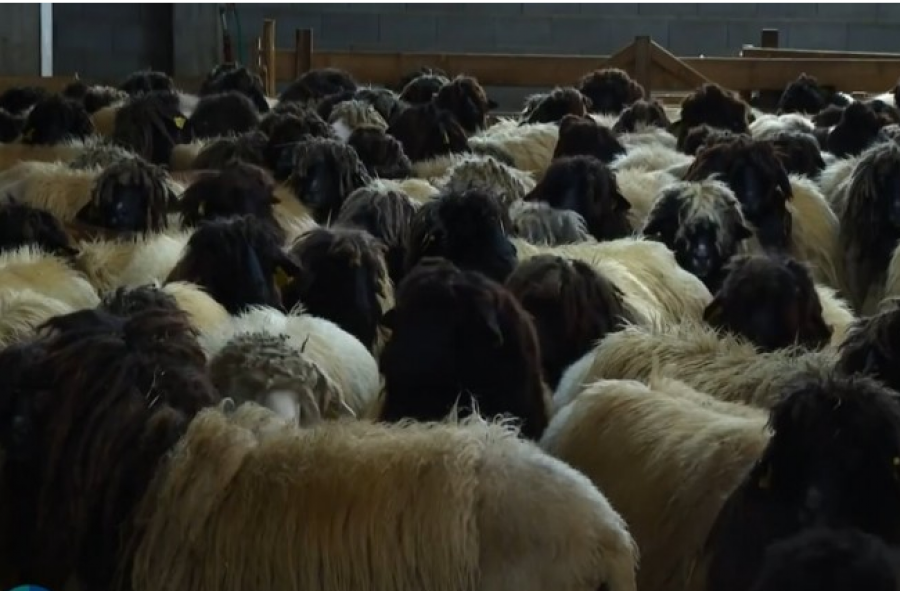 Mërgimtari shpëton delen balushë nga zhdukja