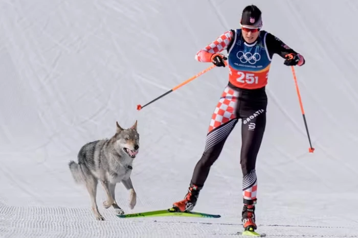 Skiatorja Tena Hadzic ndiqet nga një qen i arratisur në mes të garës olimpike
