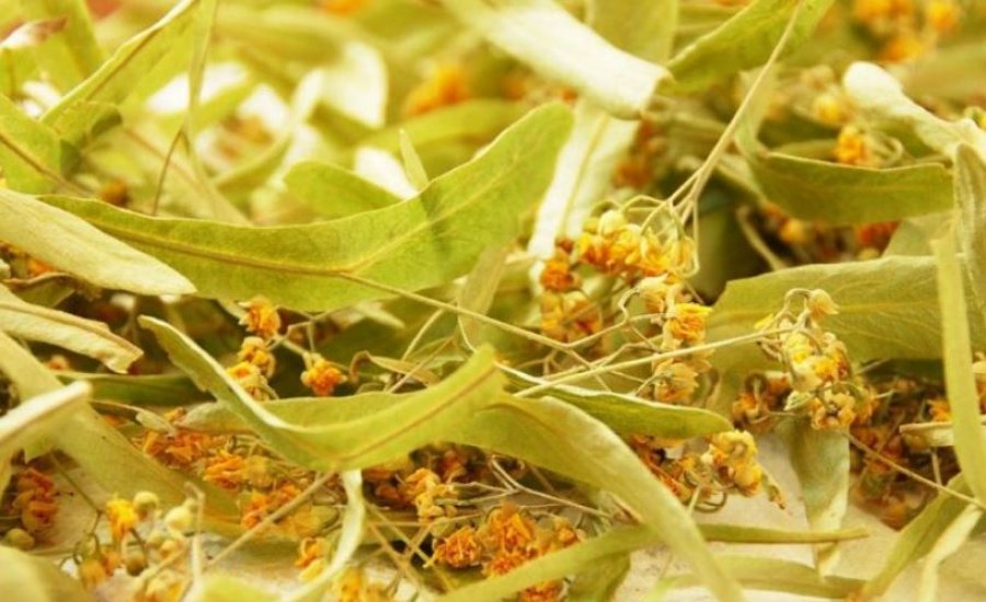 lulet-e-blirit-arma-e-forte-kunder-ankthit