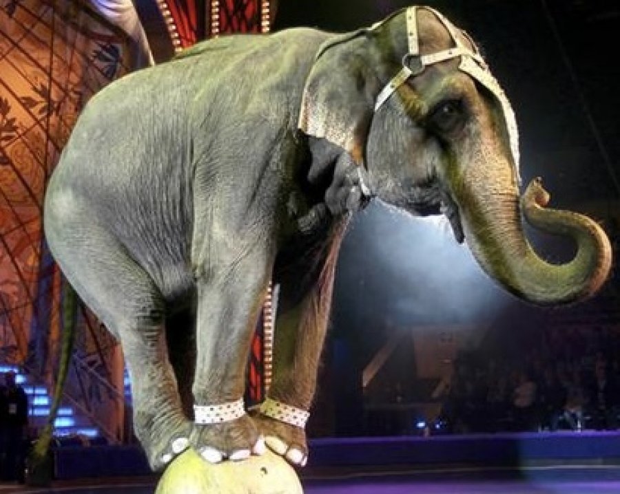 Franca miraton ndalimin e kafshëve të egra në cirqe