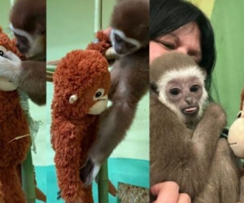 Kopshti zoologjik i Shkupit ndan përjetimet e Delfinës, histori tejet e ngjashme me majmunin Punch