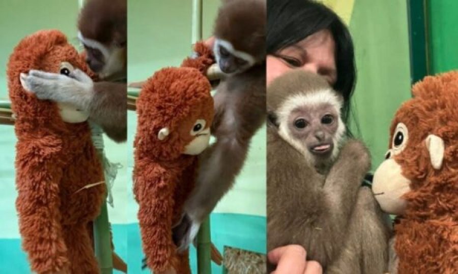 Kopshti zoologjik i Shkupit ndan përjetimet e Delfinës  histori tejet e ngjashme me majmunin Punch