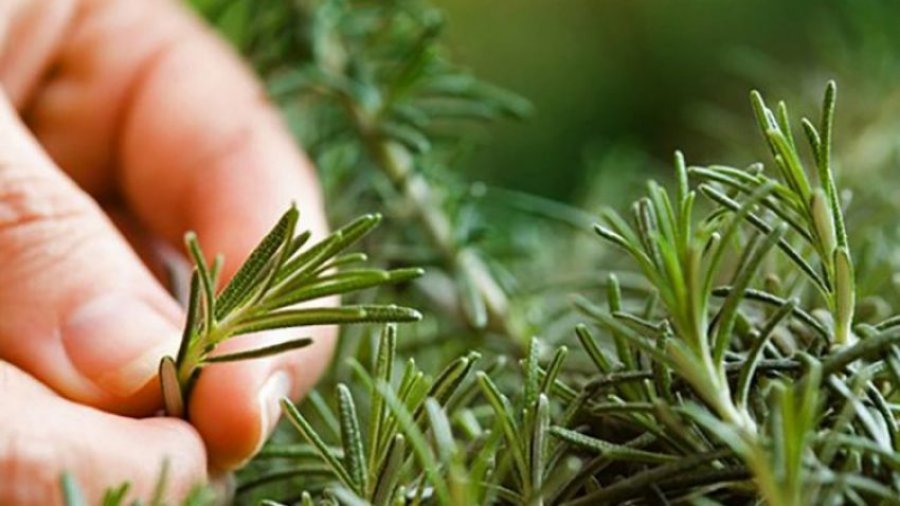 Si ta përdorni rozmarinën për mushkëritë  depresionin dhe tretjen e mirë