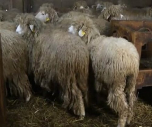 Verdhokja, dele autoktone e Kosovës me traditë dhe prodhimtari të lartë