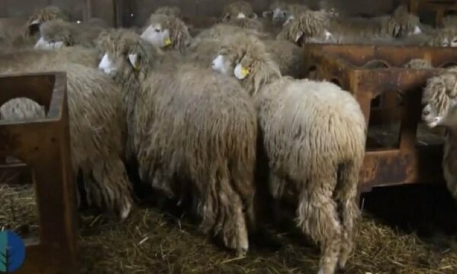 verdhokja-dele-autoktone-e-kosoves-me-tradite-dhe-prodhimtari-te-larte