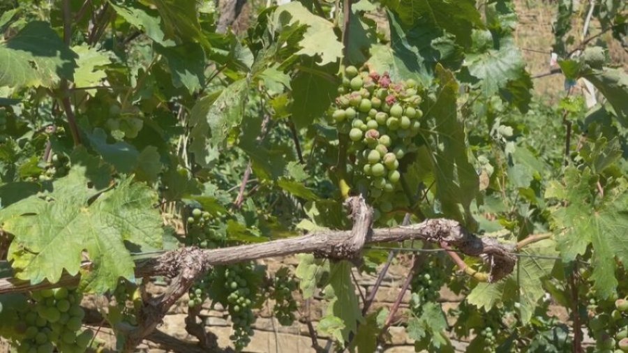 Breshëri dëmton prodhimin në tri fshatra të Këlcyrës së Shqipërisë, shembet edhe rruga