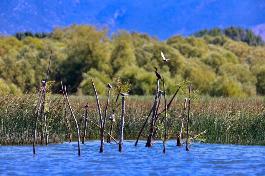 Rama  Liqeni i Shkodrës pjesë e UNESCO s  thesar natyror me biodiversitet të jashtëzakonshëm