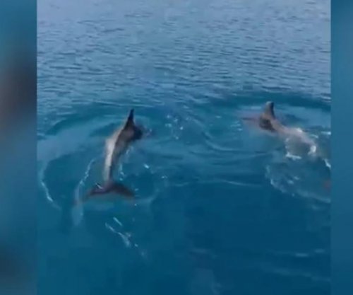 Delfinët dhurojnë spektakël në Gjirin e Vlorës [video]