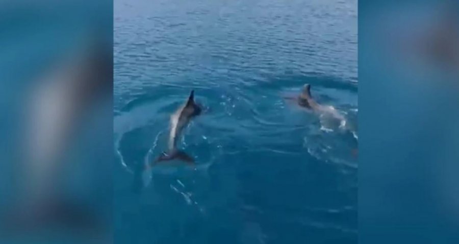 Delfinët dhurojnë spektakël në Gjirin e Vlorës  video 